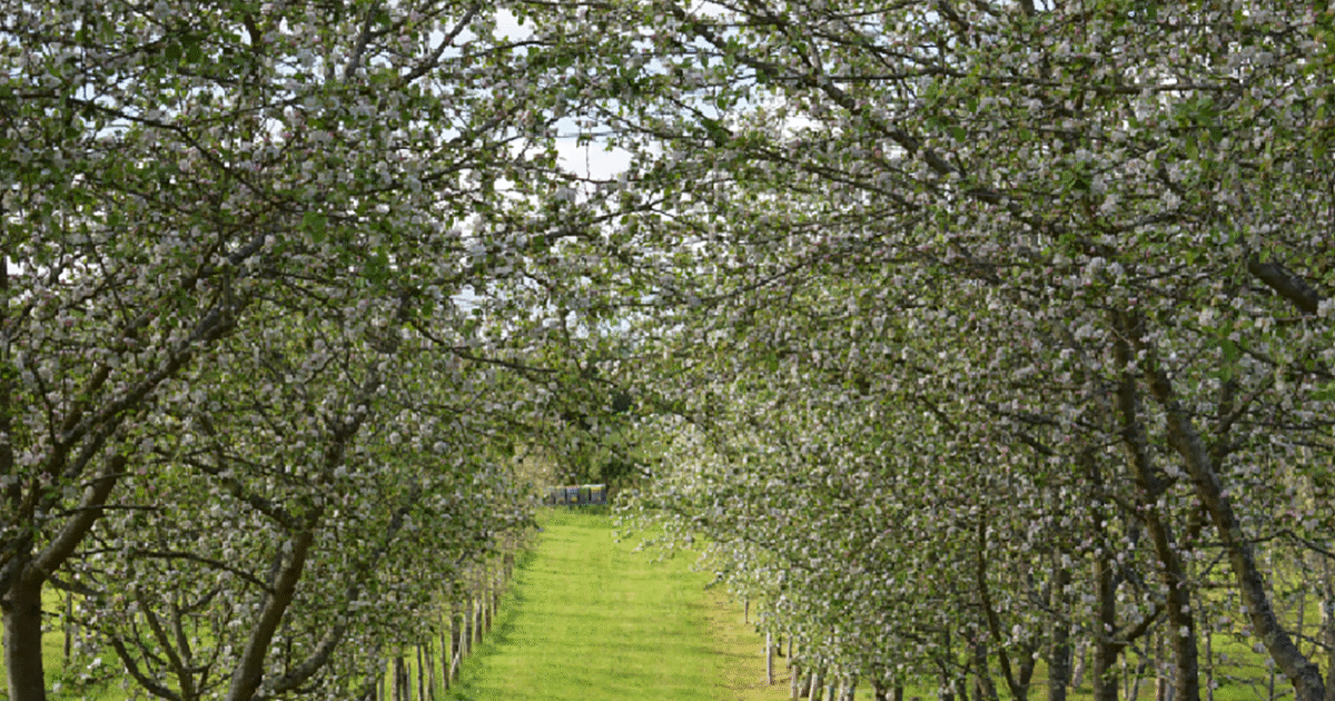 Pumarada de mazana de sidre DOP Sidra d’Asturies en floración