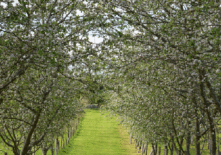 Pumarada de mazana de sidre DOP Sidra d’Asturies en floración