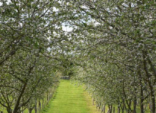 Pumarada de mazana de sidre DOP Sidra d’Asturies en floración