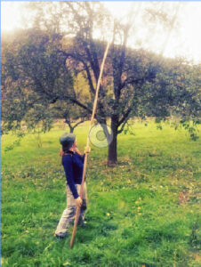 Bastiando mazana de sidre nun prau de pumarada asturiana